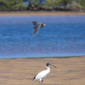 Butorides striata at Moruya Heads, NSW - 9 Apr 2025 10:44 AM
