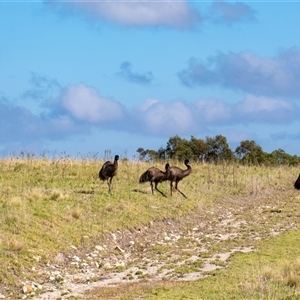 Dromaius novaehollandiae at Canyonleigh, NSW - suppressed