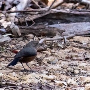 Origma solitaria at Canyonleigh, NSW - suppressed