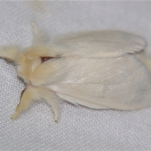 Trichiocercus sparshalli at Bolivia, NSW - suppressed