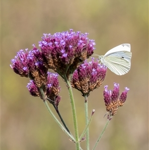 Pieris rapae at Canyonleigh, NSW - suppressed