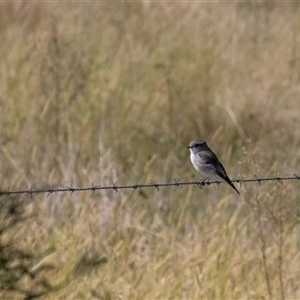 Microeca fascinans at Canyonleigh, NSW - suppressed