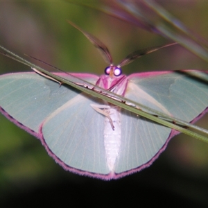 Chlorocoma undescribed species (sp.3 MoV) at Bolivia, NSW - suppressed