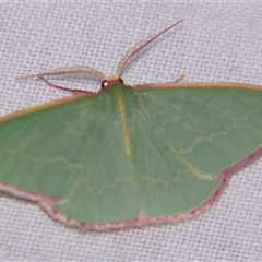 Chlorocoma undescribed species (sp.3 MoV) at Bolivia, NSW - suppressed