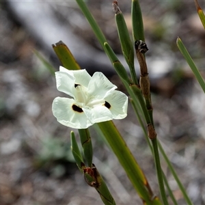 Wurmbea dioica subsp. dioica at Hawker, ACT - 6 Apr 2025 by AlisonMilton