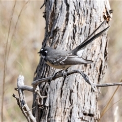 Rhipidura albiscapa (Grey Fantail) at Hawker, ACT - 6 Apr 2025 by AlisonMilton