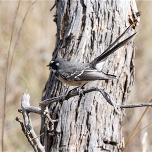 Rhipidura albiscapa at Hawker, ACT - 6 Apr 2025 by AlisonMilton