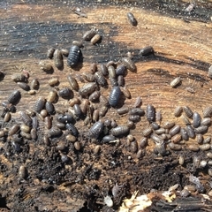 Armadillidium vulgare (Slater bug, woodlouse, pill bug, roley poley) at Crowther, NSW - 22 Aug 2022 by Frecko