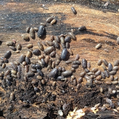 Armadillidium vulgare (Slater bug, woodlouse, pill bug, roley poley) at Crowther, NSW - 22 Aug 2022 by Frecko