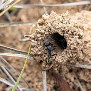 Camponotus aeneopilosus (A Golden-tailed sugar ant) at Hawker, ACT - 6 Apr 2025 by AlisonMilton