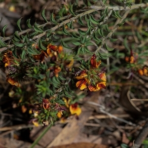 Pultenaea at Whitlam, ACT - 26 Oct 2024 by AlisonMilton