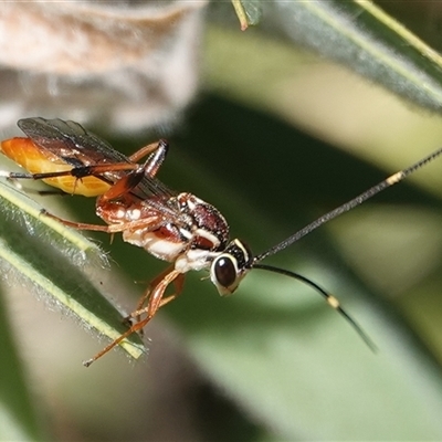 Unverified Wasp (Hymenoptera, Apocrita) at Hall, ACT - 9 Apr 2025 by Anna123