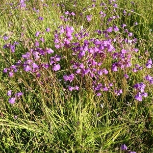 Unverified Other Wildflower or Herb at Crowther, NSW - 10 Dec 2022 by Frecko