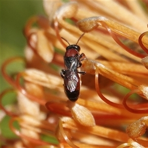 Hylaeus (Rhodohylaeus) proximus at Hall, ACT - 9 Apr 2025 12:52 PM