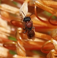 Hylaeus (Rhodohylaeus) proximus at Hall, ACT - 9 Apr 2025 12:52 PM