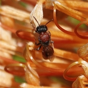Hylaeus (Rhodohylaeus) proximus at Hall, ACT - 9 Apr 2025 12:52 PM