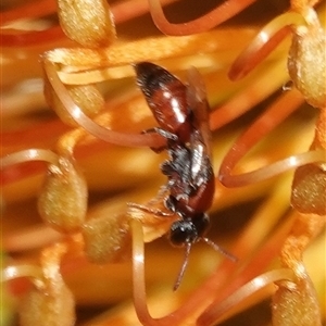 Hylaeus (Rhodohylaeus) proximus at Hall, ACT - 9 Apr 2025 12:52 PM