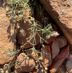Spergularia rubra (Sandspurrey) at Adaminaby, NSW - 9 Apr 2025 by Jennybach