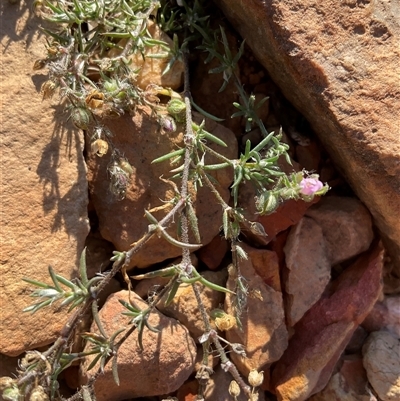 Spergularia rubra (Sandspurrey) at Adaminaby, NSW - 9 Apr 2025 by Jennybach