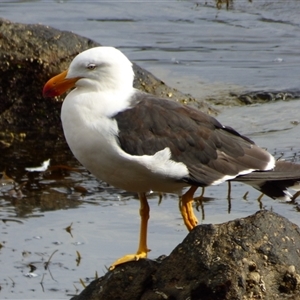Larus pacificus at Fortescue, TAS - 23 Mar 2025 10:21 AM
