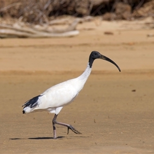 Threskiornis molucca at Moruya Heads, NSW - 9 Apr 2025 10:56 AM