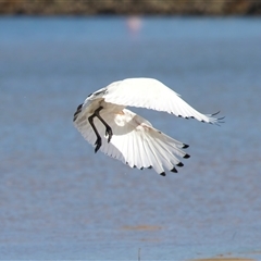 Threskiornis molucca at Moruya Heads, NSW - 9 Apr 2025 10:56 AM
