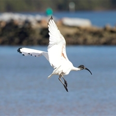 Threskiornis molucca at Moruya Heads, NSW - 9 Apr 2025 10:56 AM