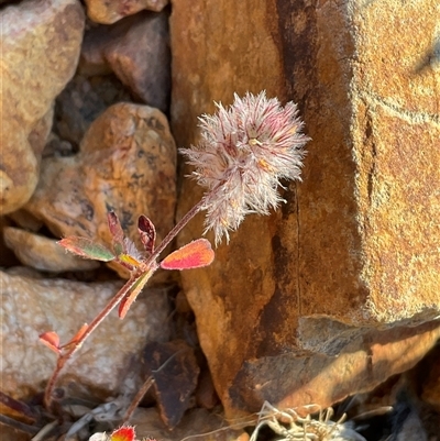 Trifolium arvense (Haresfoot Clover) at Adaminaby, NSW - 9 Apr 2025 by Jennybach