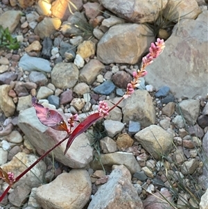 Unverified Plant at Anglers Reach, NSW - Today by Jennybach