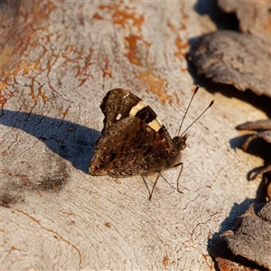 Vanessa itea (Yellow Admiral) at Theodore, ACT - Today by RomanSoroka