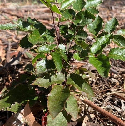 Berberis aquifolium (Oregon Grape) at O'Connor, ACT - Yesterday by SteveBorkowskis