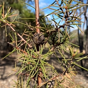 Hakea decurrens subsp. decurrens (Bushy Needlewood) at O'Connor, ACT - 9 Apr 2025 by SteveBorkowskis