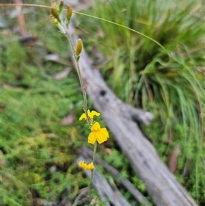 Goodenia paniculata at Wog Wog, NSW - Today by Csteele4