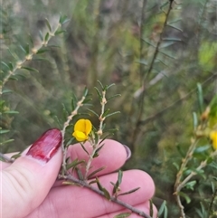 Bossiaea heterophylla at Wog Wog, NSW - 9 Apr 2025 by Csteele4