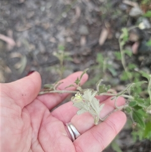 Xanthosia pilosa at Wog Wog, NSW - Today by Csteele4