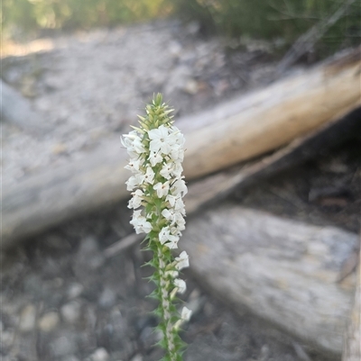 Woollsia pungens (Snow Wreath) at Wog Wog, NSW - 9 Apr 2025 by Csteele4