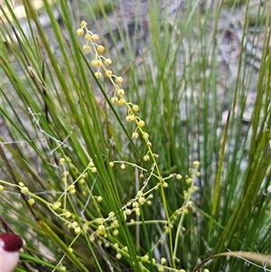 Lomandra filiformis subsp. coriacea at Wog Wog, NSW - Today by Csteele4