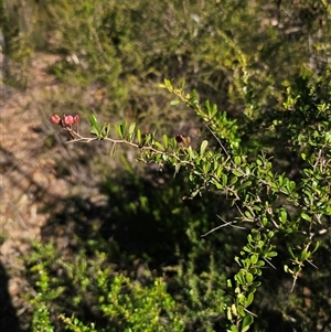 Bursaria spinosa subsp. lasiophylla (Australian Blackthorn) at Wog Wog, NSW - 9 Apr 2025 by Csteele4
