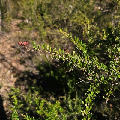 Bursaria spinosa subsp. lasiophylla (Australian Blackthorn) at Wog Wog, NSW - 9 Apr 2025 by Csteele4