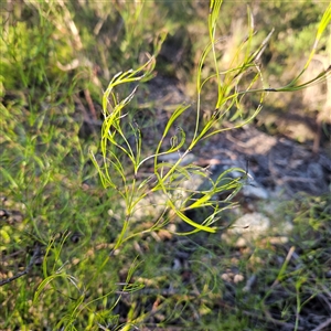 Caustis flexuosa at Mount Victoria, NSW - Today by MatthewFrawley