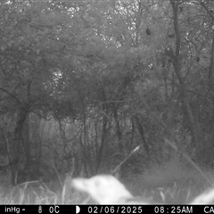 Turdus merula at Mongarlowe, NSW - suppressed