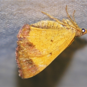 Chrysolarentia mecynata at Bolivia, NSW - suppressed