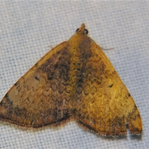 Chrysolarentia mecynata at Bolivia, NSW - suppressed