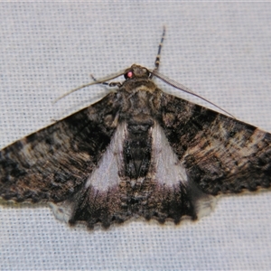 Gastrinodes argoplaca at Bolivia, NSW - suppressed