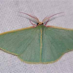Chlorocoma assimilis at Bolivia, NSW - suppressed