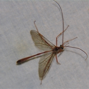 Unverified Wasp (Hymenoptera, Apocrita) by PJH123