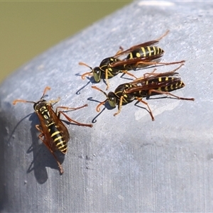 Polistes (Polistes) chinensis at Fyshwick, ACT - Yesterday by RodDeb