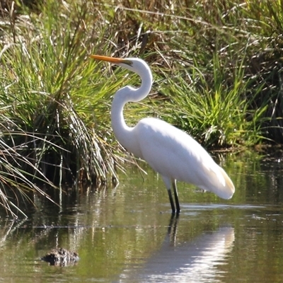 Ardea alba (Great Egret) at Fyshwick, ACT - 9 Apr 2025 by RodDeb