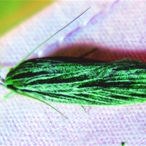 Leistarcha scitissimella at Bolivia, NSW - suppressed
