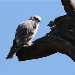 Elanus axillaris at Fyshwick, ACT - Yesterday by RodDeb